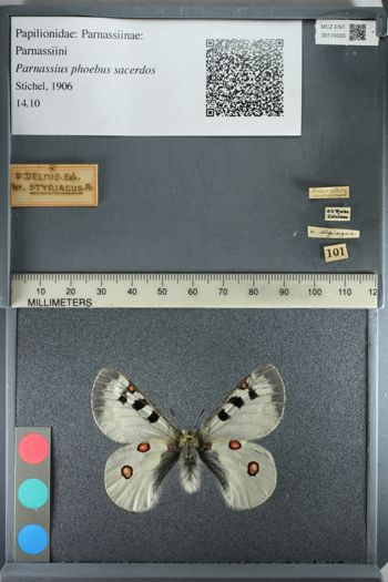 Media type: image;   Entomology 174333